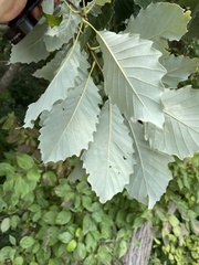 Quercus muehlenbergii
