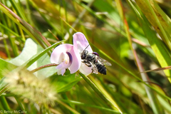 Megachile mendica