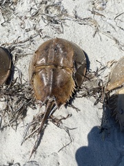 Limulus polyphemus