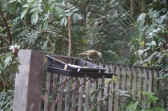 Thraupis palmarum