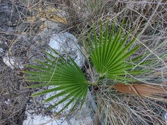 Washingtonia filifera