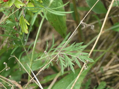 Scabiosa columbaria
