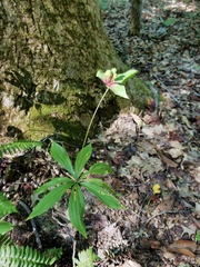 Medeola virginiana