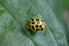 Psyllobora vigintiduopunctata