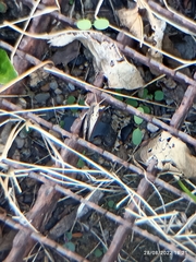 Pterygota