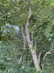 Quercus muehlenbergii