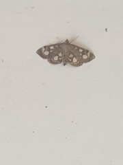 Anania coronata