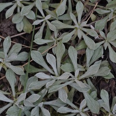 Antennaria parvifolia