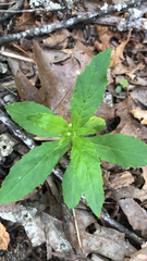Erechtites hieraciifolius