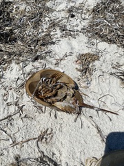 Limulus polyphemus