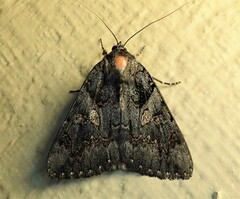Catocala antinympha