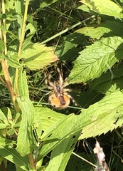 Araneus trifolium