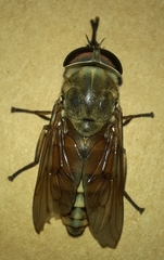Tabaninae