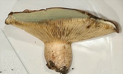 Lactarius affinis viridilactis