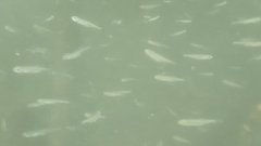 Leucaspius delineatus