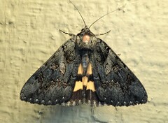 Catocala antinympha