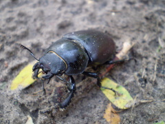 Lucanus cervus