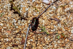 Rhyssocephala