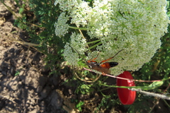 Ctenichneumon inspector