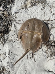 Limulus polyphemus