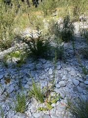 Erythranthe cardinalis