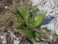 Washingtonia filifera
