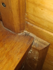 Camptocosa parallela