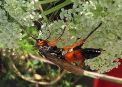 Ctenichneumon inspector