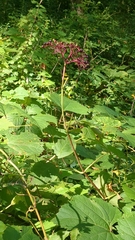 Sambucus canadensis