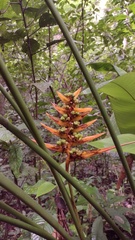Heliconia librata