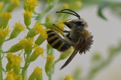Colletes hederae