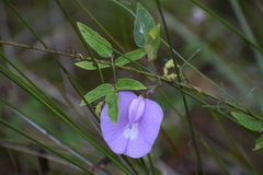 Centrosema virginianum