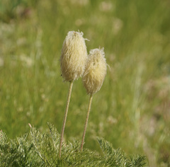 Pulsatilla occidentalis