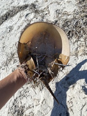 Limulus polyphemus
