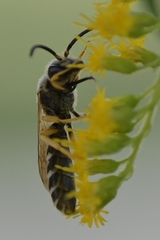 Halictus scabiosae