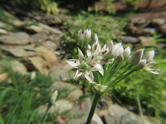 Allium tuberosum