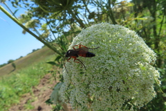 Ctenichneumon inspector