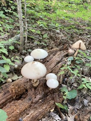 Volvariella bombycina