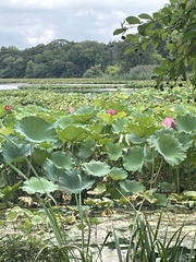Nelumbo nucifera
