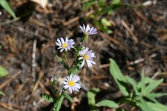 Symphyotrichum chilense