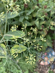 Foeniculum vulgare