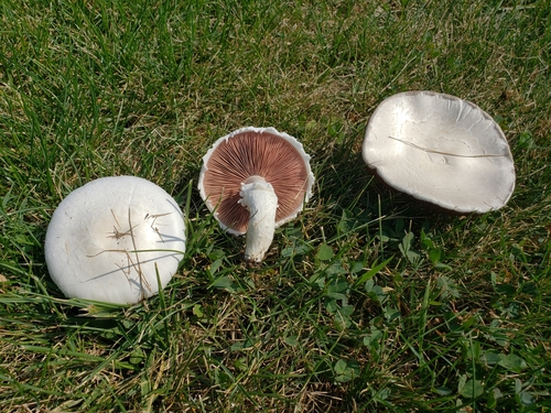Agaricus braendlei L.A.Parra & M.M.Gómez