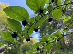 Atropa belladonna