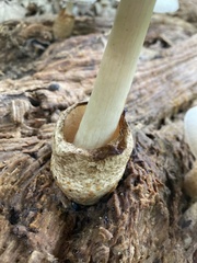 Volvariella bombycina