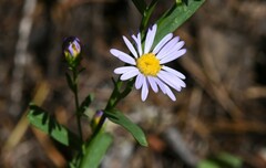 Symphyotrichum chilense