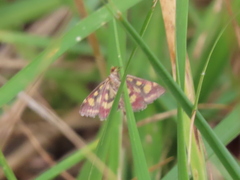 Pyrausta purpuralis