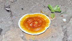 Ganoderma sessile