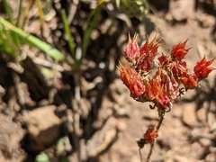 Sedum lanceolatum