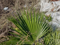 Washingtonia filifera