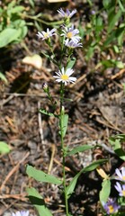 Symphyotrichum chilense